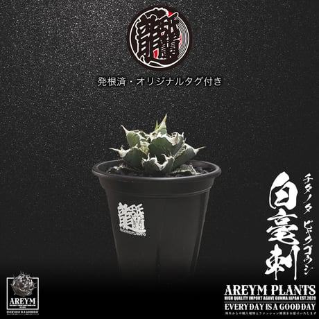発根済 送料無料 アガベ チタノタ 白毫刺 白豪刺 agave titanota byakugousi【ARM-OC-BYAKU-06-04】