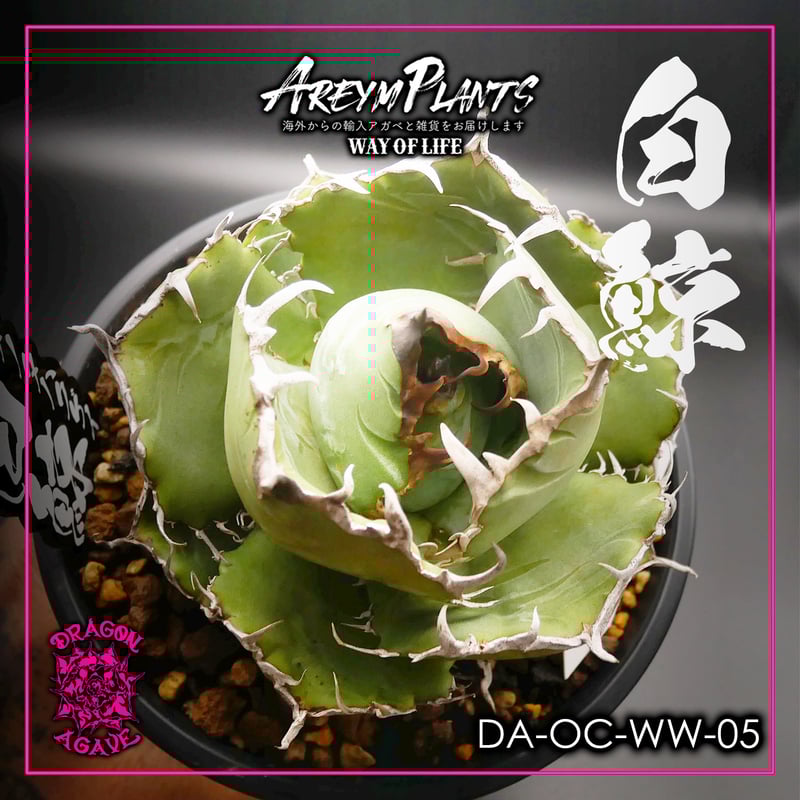 9/22販売開始!オリジナルタグ付き!アガベ チタノタ白鯨 Agave 9/22販売開始!オリジナルタグ付き!アガベ チタノタ白鯨 Agave