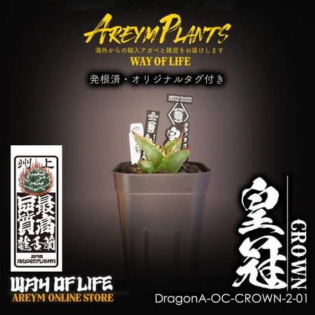 アガベ皇冠 | STORES アガベ皇冠 | STORES