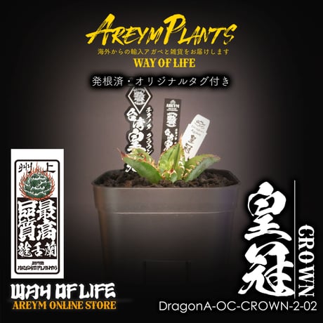 アガベチタノタ皇冠 | STORES
