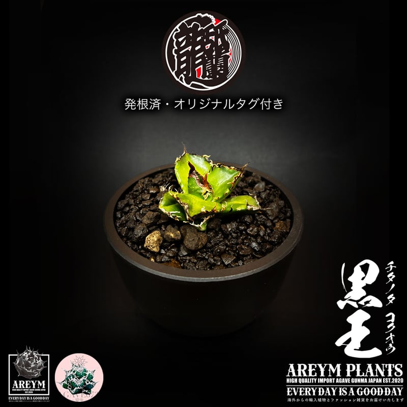 発根済 送料無料 潮龍家 安生産 アガベ チタノタ 黒王 agave titanota