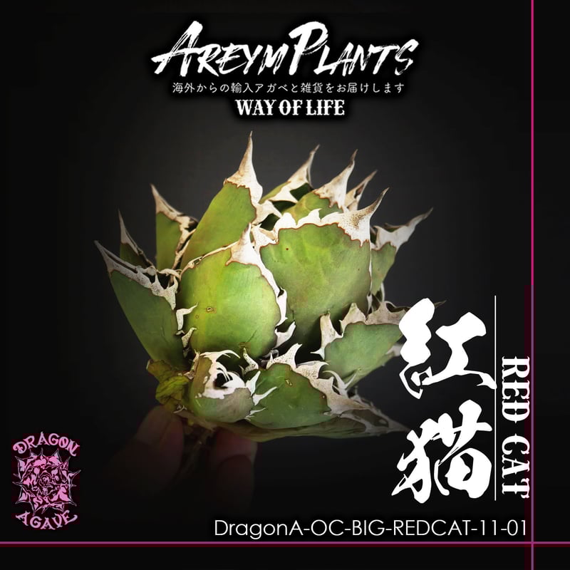 ドラゴンアガベ産！アガベ チタノタ レッドキャットウィーズル