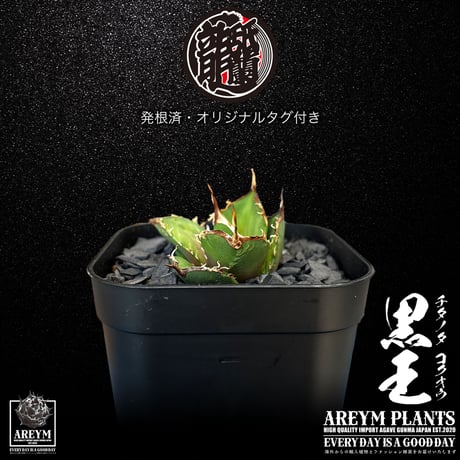 発根済 送料無料 潮龍家 安生産 アガベ チタノタ 黒王 agave titanota kokuo【Andy-OC-KOKUO-06-02】