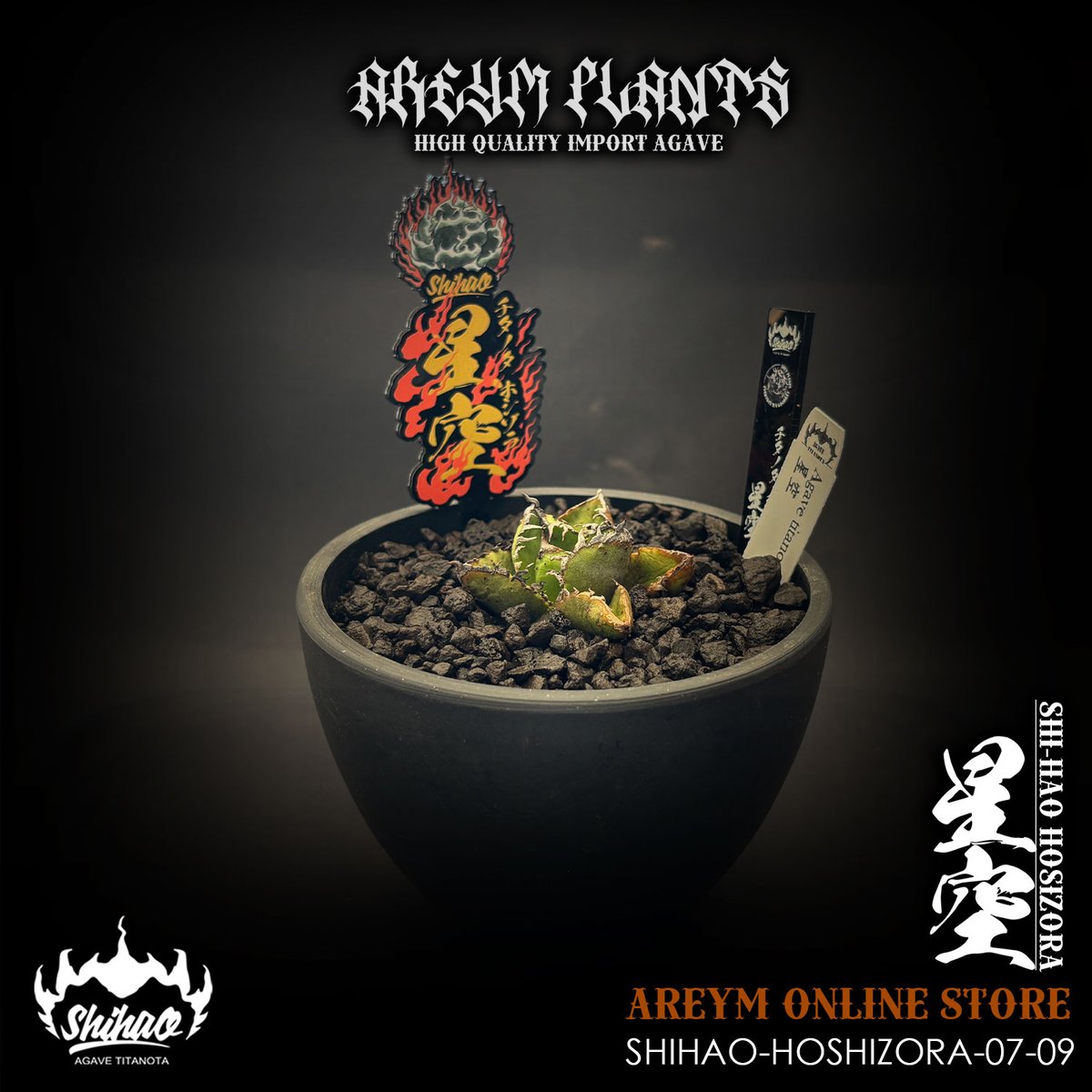 発根済 台湾Shi-hao アガベ チタノタ ホシゾラ 元祖星空 agave