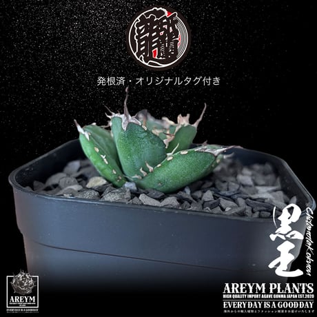 発根済 送料無料 潮龍家 安生産 アガベ チタノタ 黒王 agave titanota kokuo【Andy-OC-KOKUO-06-09】