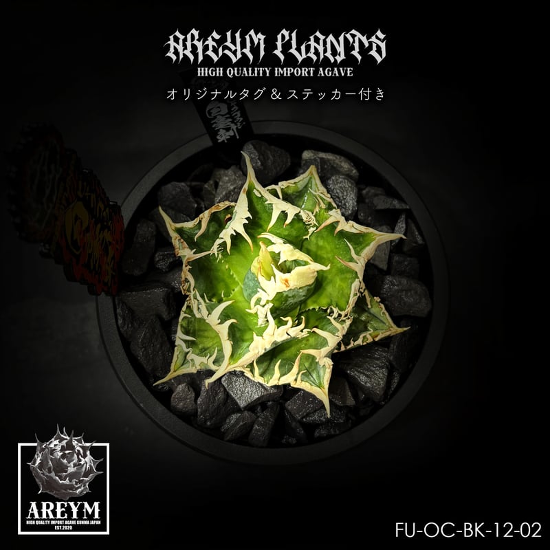 税込送料無料 アガベ チタノタ 白毫刺 agave titanota byakugoushi【