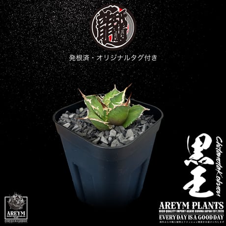 発根済 送料無料 潮龍家 安生産 アガベ チタノタ 黒王 agave titanota kokuo【Andy-OC-KOKUO-06-07】