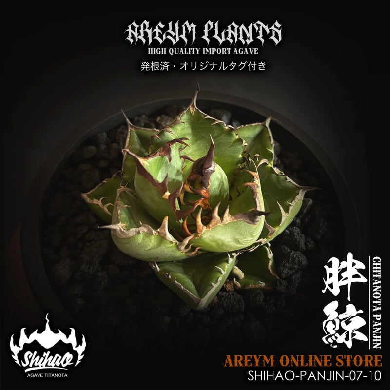 アガベ 胖鯨 （パンジン） 検)チタノタ 白鯨 オテロイ 実生