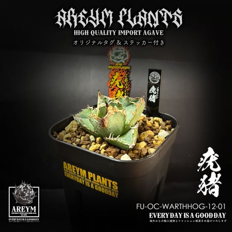 CATEGORY アガベ 小株 | アレイムプランツ