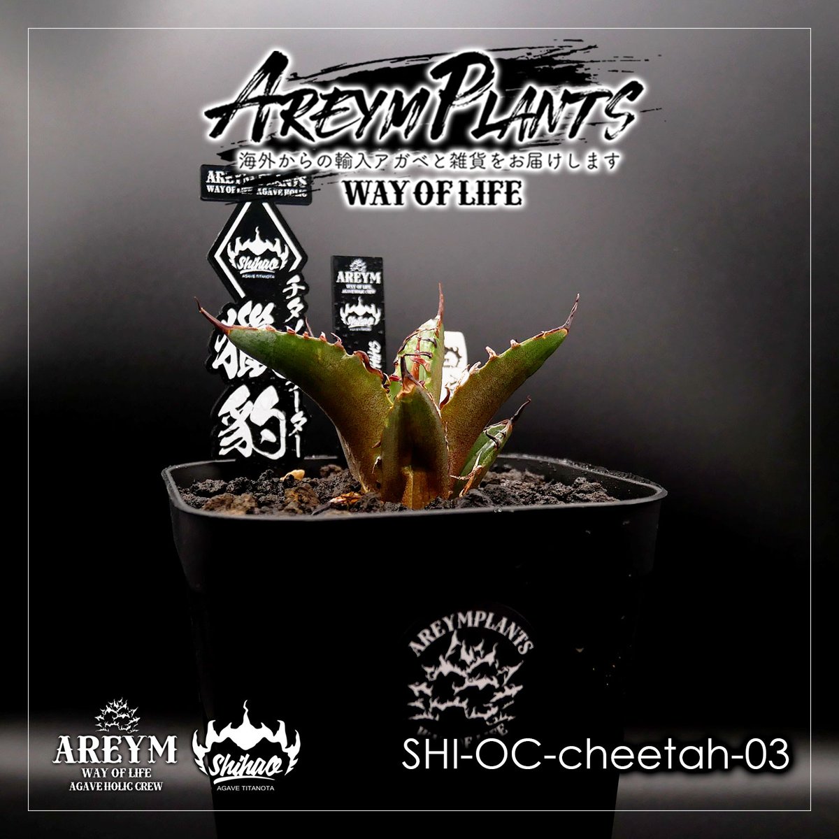 アガベ チタノタ 獵豹/チーター(子株付き) Berlin産 01 台湾 Agave titanota cheater 獵豹チーター cho産 | Pay ID