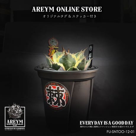 アレイムプランツ