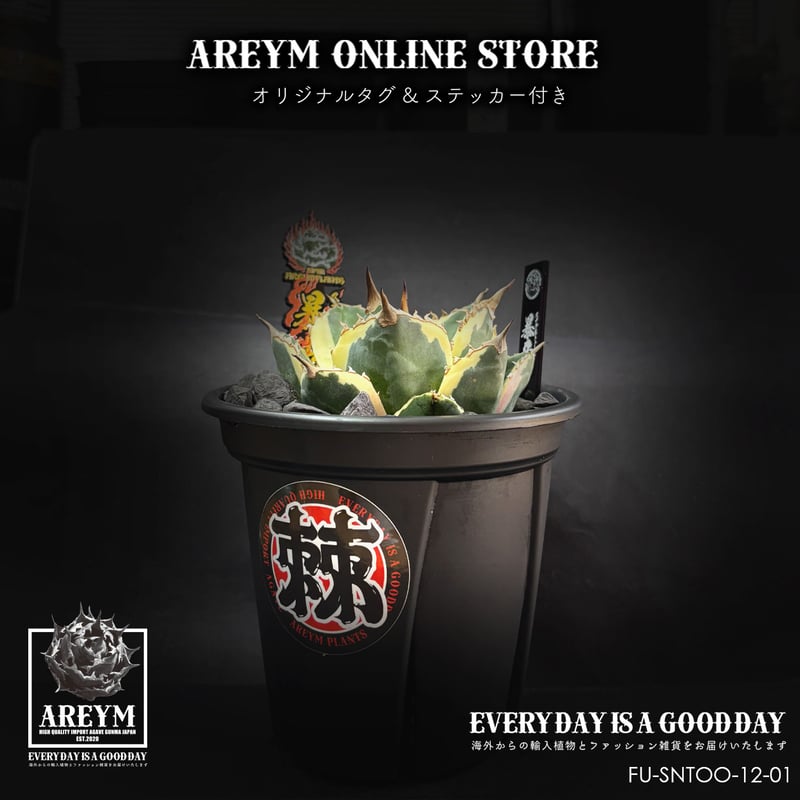 税込・送料無料でお届け致します アガベ・チタノタ スナグルトゥース