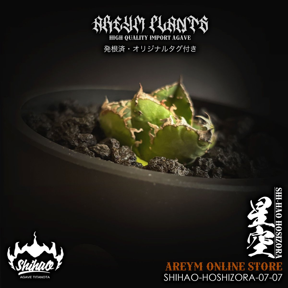 し*ん様 アガベ チタノタ アザラシ 海豹 台湾shi-hao産 コレクション株 アガベ チタノタ フクロウ / 猫頭鷹 , アザラシ / 海豹【台湾産