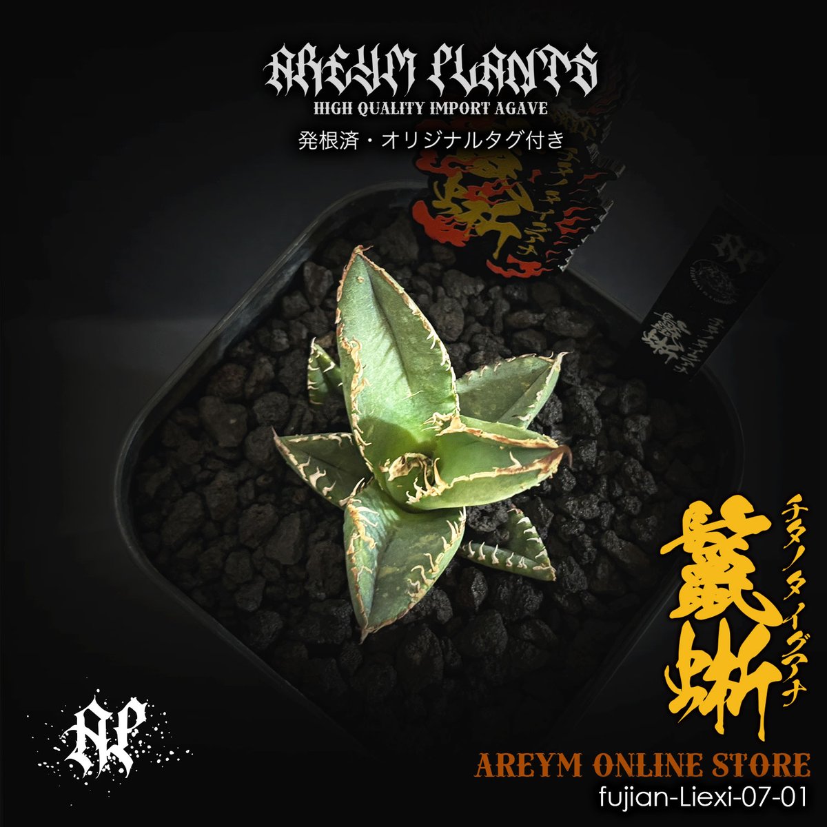 アガベ チタノタ 鬣蜥Iiexi fit=scale-down,w=1200