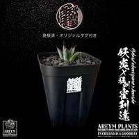 発根済 送料無料 Agave Hybrid eborispina x horrida 妖炎 x 狂刺霍利達 ARM-HYB-06-04