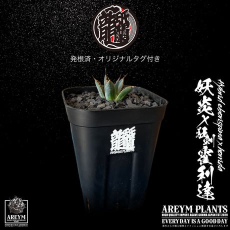 アレイムプランツ