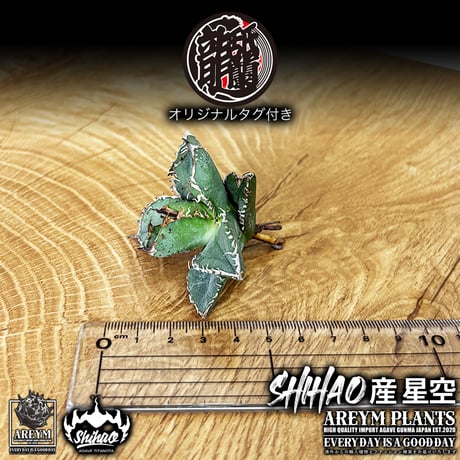 送料無料でお届け致します  台湾 Shi-hao アガベ チタノタ ホシゾラ 元祖 星空 発根管理株 (Shi-hao産/TC株/小株/SHIHAO-HOSHIZORA-04-05)