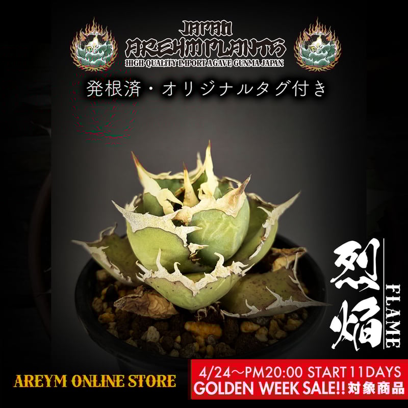 アガベ ドラゴントゥース中斑2株