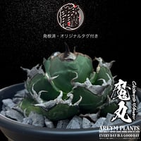 発根済 送料無料 アガベ チタノタ 魔丸 agave titanota mamaru【ARM-OC-MMR-07-02】
