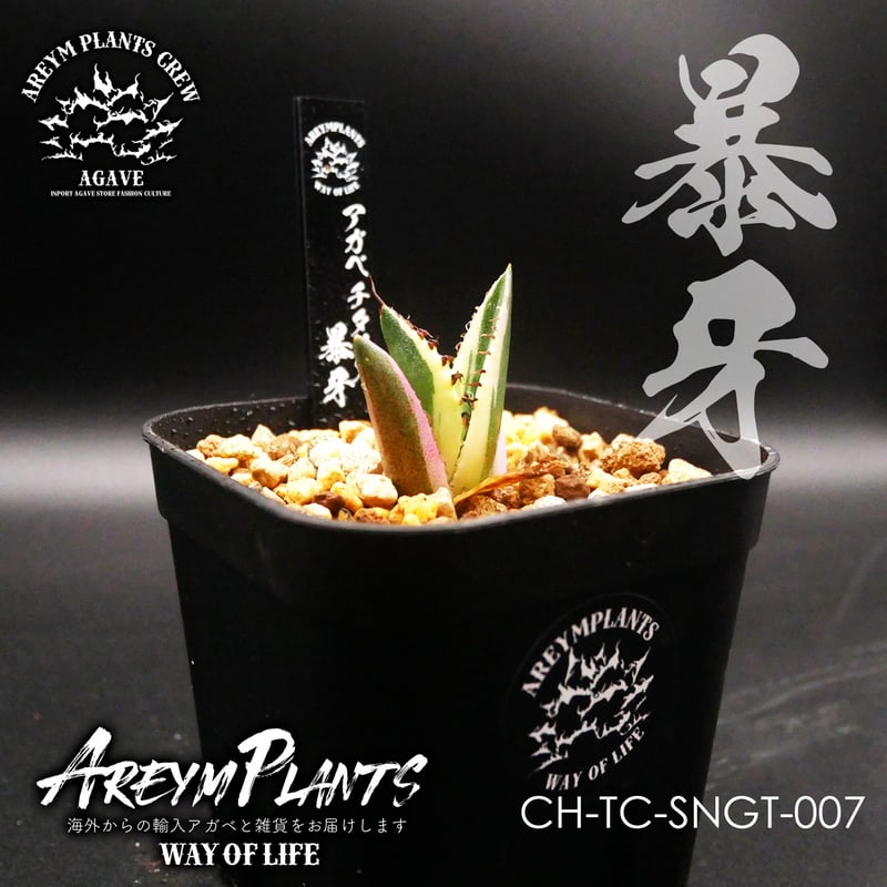 アガベ ボールタイプ白鯨 スーパー白鯨