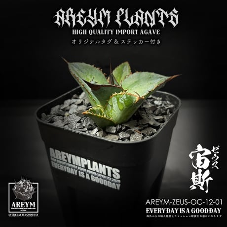 アレイムプランツ