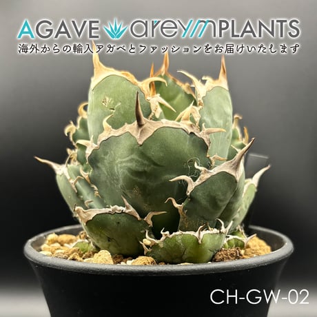 【極上品】 アガベ 金鯨 チタノタ　大株 アガベAgave 金鯨チタノタ