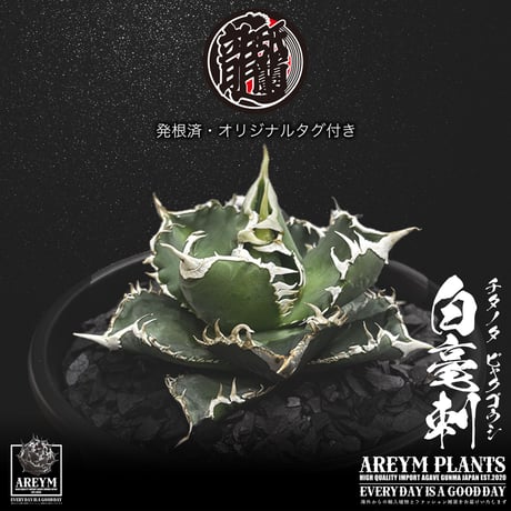 発根済 送料無料 アガベ チタノタ 白毫刺 白豪刺 agave titanota byakugousi【ARM-OC-BYAKU-06-04】