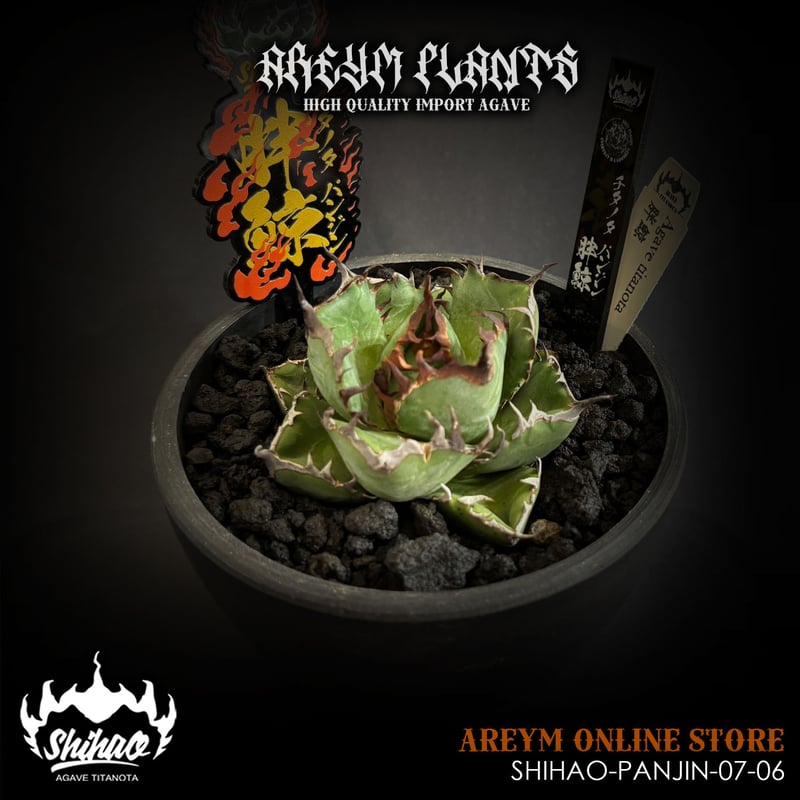 発根済 台湾Shi-hao産 アガベ チタノタ パンジン 胖鯨 agave