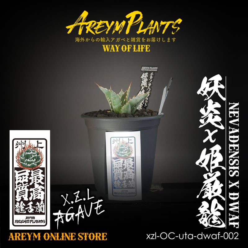 ハイブリット株!アガベ 妖炎x姫厳龍 Agave utahensisVer ハイブリット株!アガベ 妖炎x姫厳龍 Agave utahensisVer