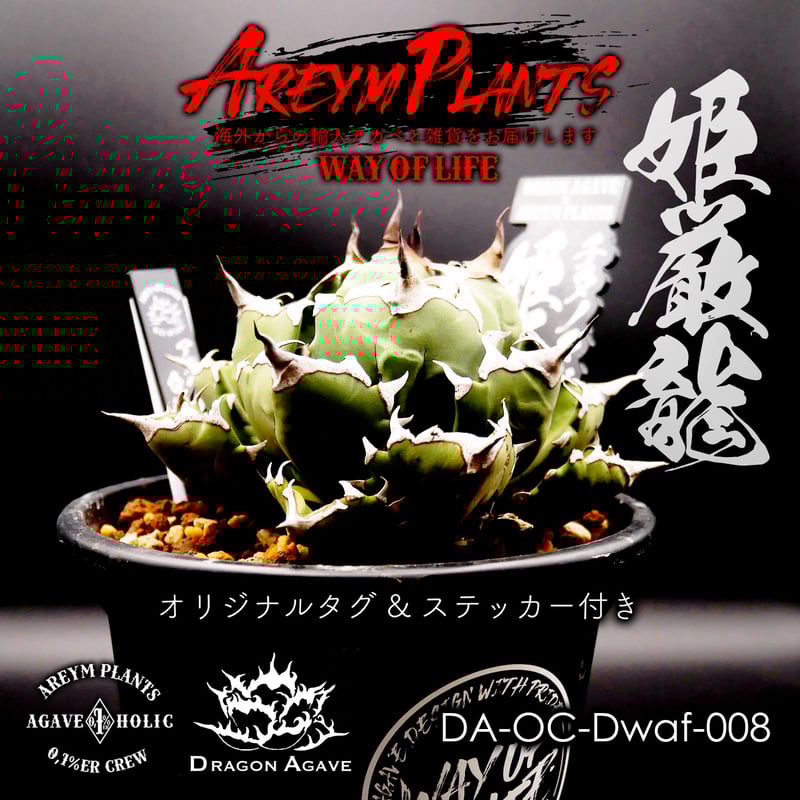 発根済 オリジナルタグ付き!アガベ チタノタ ドワーフ Agave 発根済 オリジナルタグ付き!アガベ チタノタ ドワーフ Agave