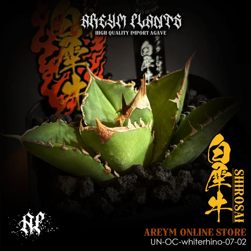 発根済 雲南省産 アガベ チタノタ 白犀牛 シロサイ Agave