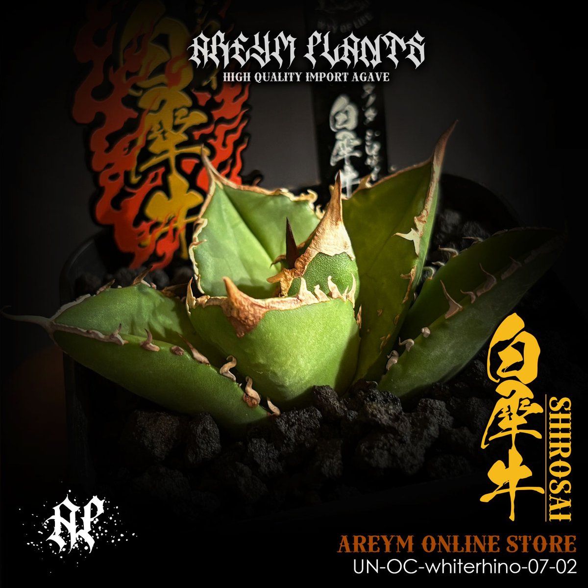 J*I様 アガベ 白犀　OC 中株　　検　白犀牛 J*I様 アガベ 白犀 OC 中株 検 白犀牛 アガベ 白犀牛