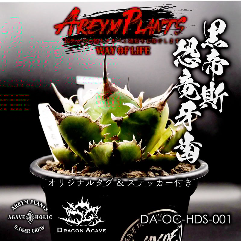 アガベ チタノタ ハデス oc