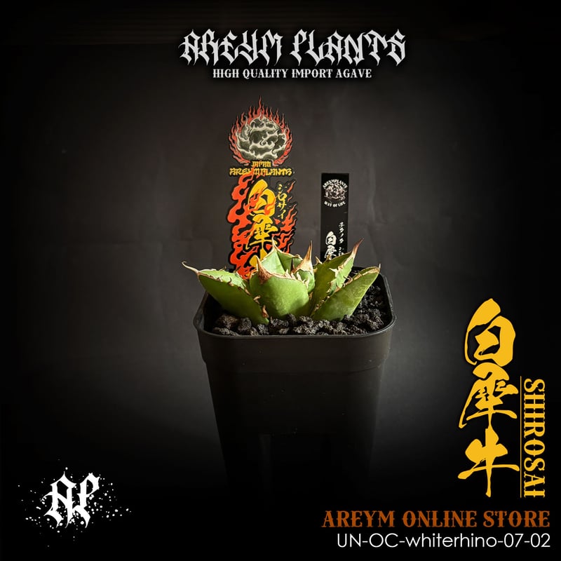 発根済 雲南省産 アガベ チタノタ 白犀牛 シロサイ Agave titanota