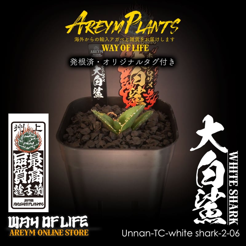 lize 産 アガベ チタノタ 大白鯊 ホオジロザメ 子株 未発根 lize 産 アガベ チタノタ 大白鯊 ホオジロザメ 子株 未発根