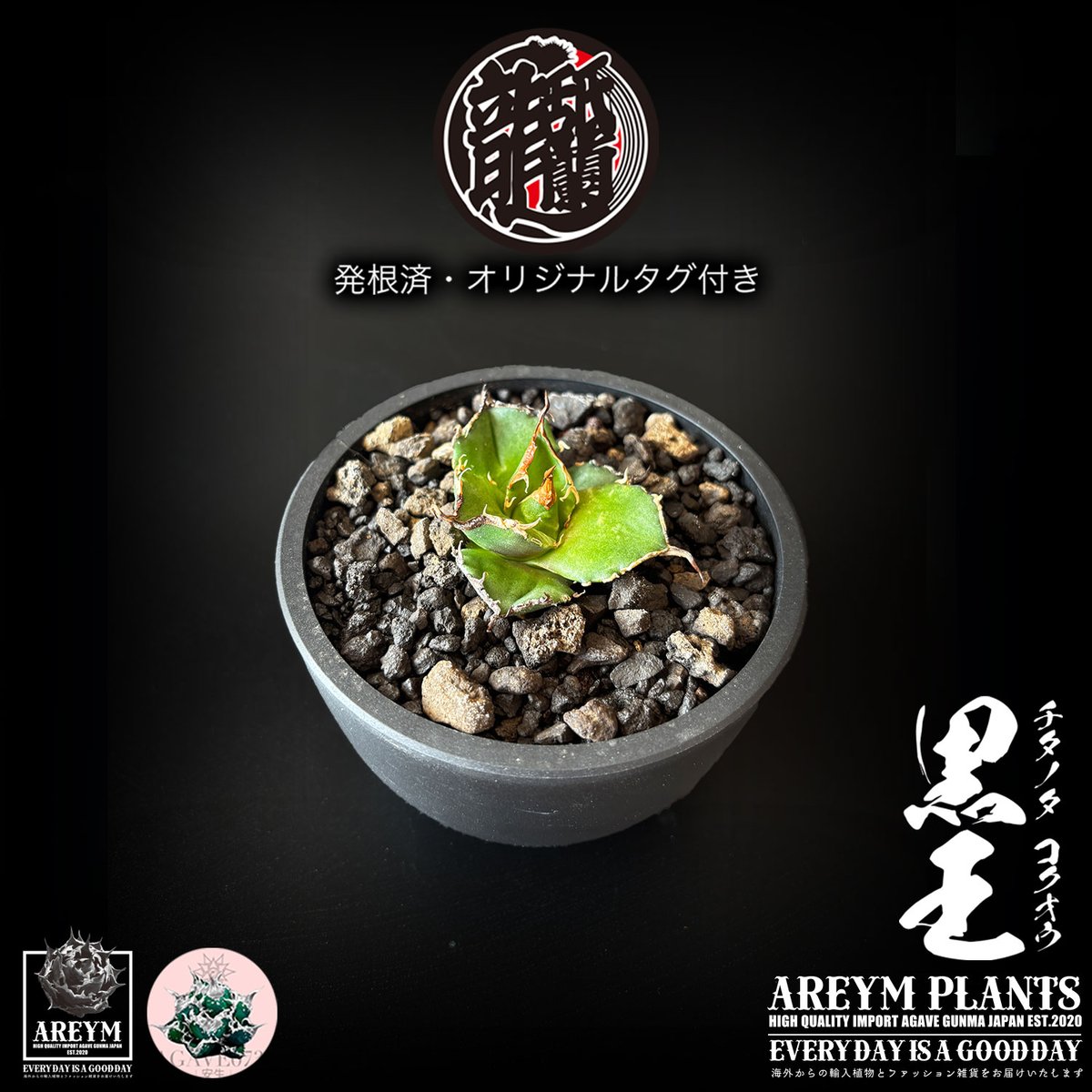 発根済 送料無料 潮龍家 安生産 アガベ チタノタ 黒王 agave titanota