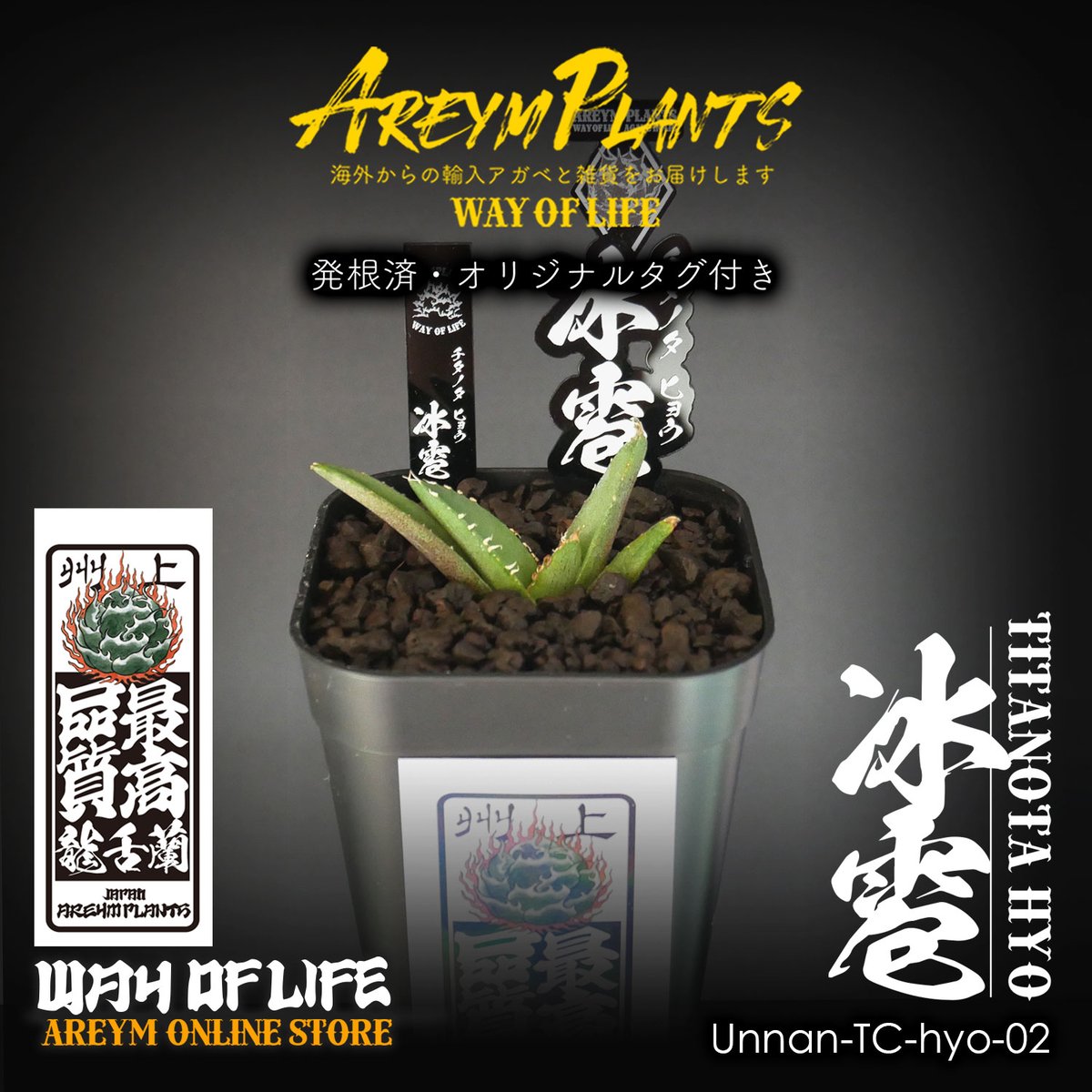 チタノタ「冰雹」中株 ブツブツ スタッズ系 発根活着済 タグ鉢付き発送 ヒョウ 活着済み【鉢ごと発送】ぶつぶつ アガベ チタノタ 冰雹 ヒョウ TC