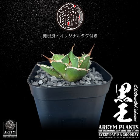 発根済 送料無料 潮龍家 安生産 アガベ チタノタ 黒王 agave titanota kokuo【Andy-OC-KOKUO-06-07】