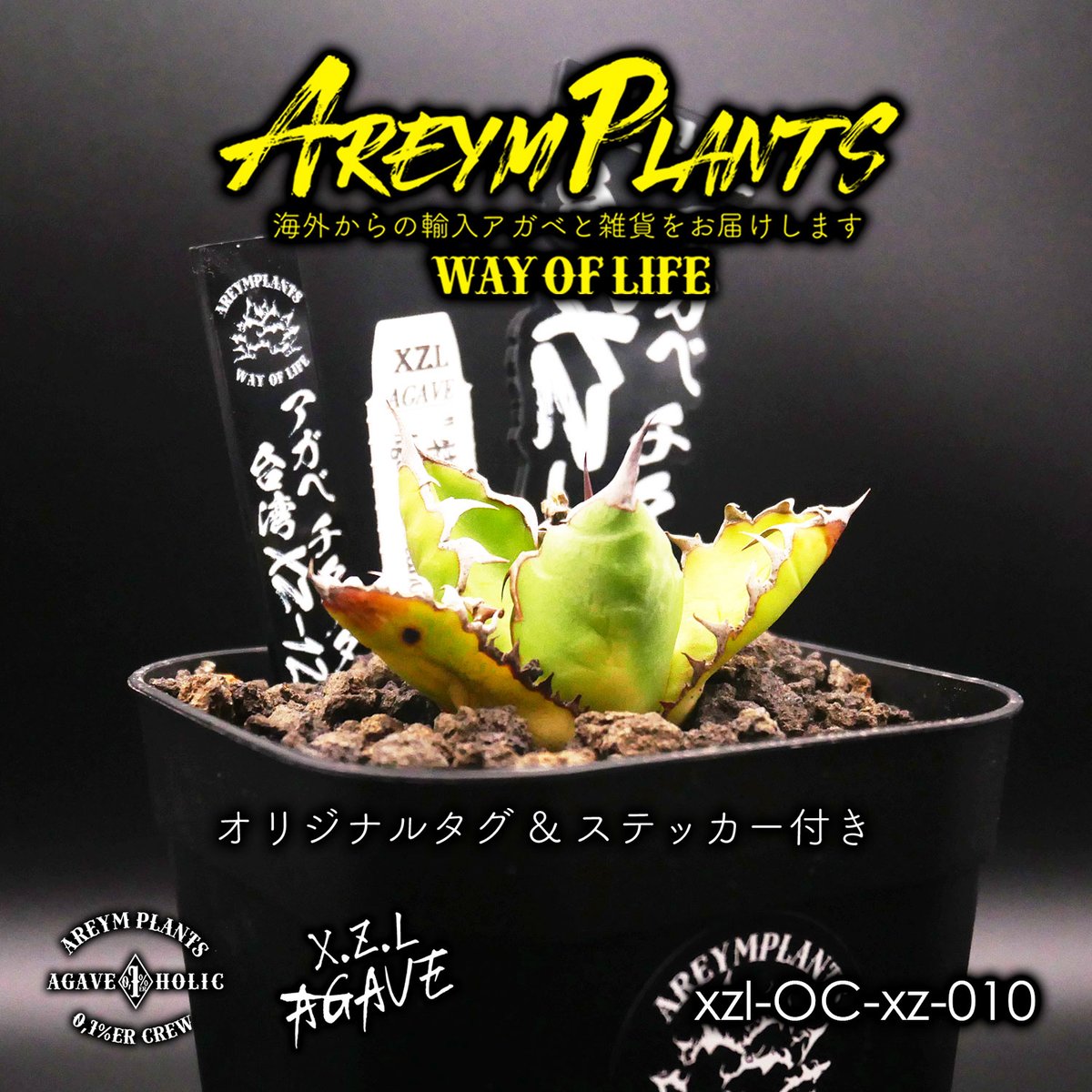 完璧すぎて可愛げがない アガベ チタノタ 7株 引退セット販売 