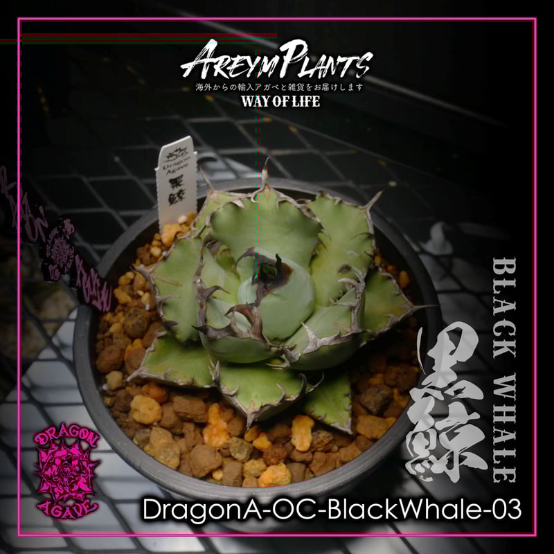 アガベ チタノタ 黒鯨 アガベ チタノタ 黒鯨 1 Agave titanota black