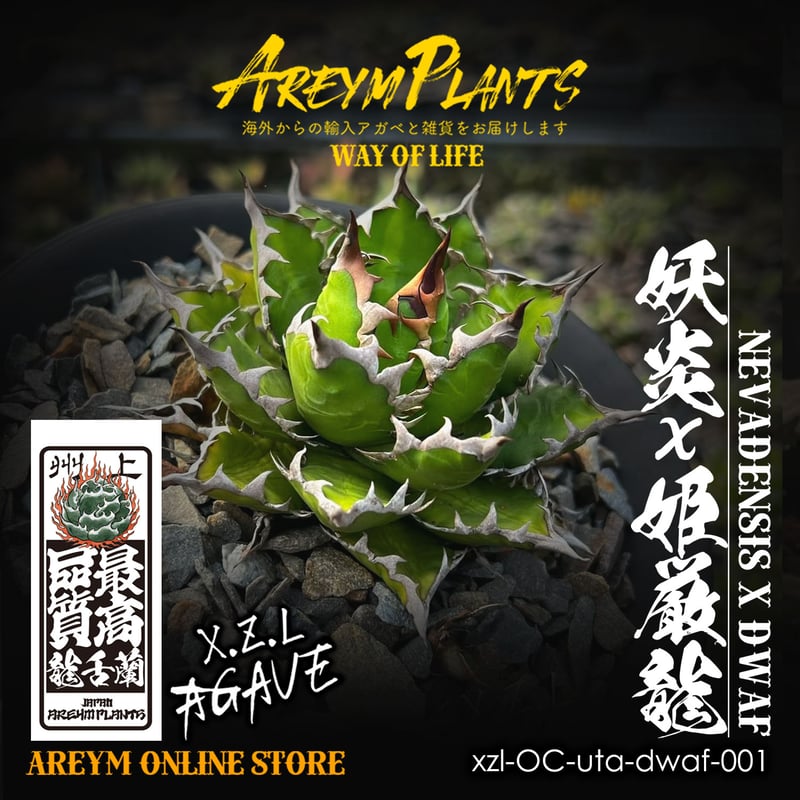ハイブリット株!アガベ 妖炎x姫厳龍 Agave utahensisVer ハイブリット株!アガベ 妖炎x姫厳龍 Agave utahensisVer