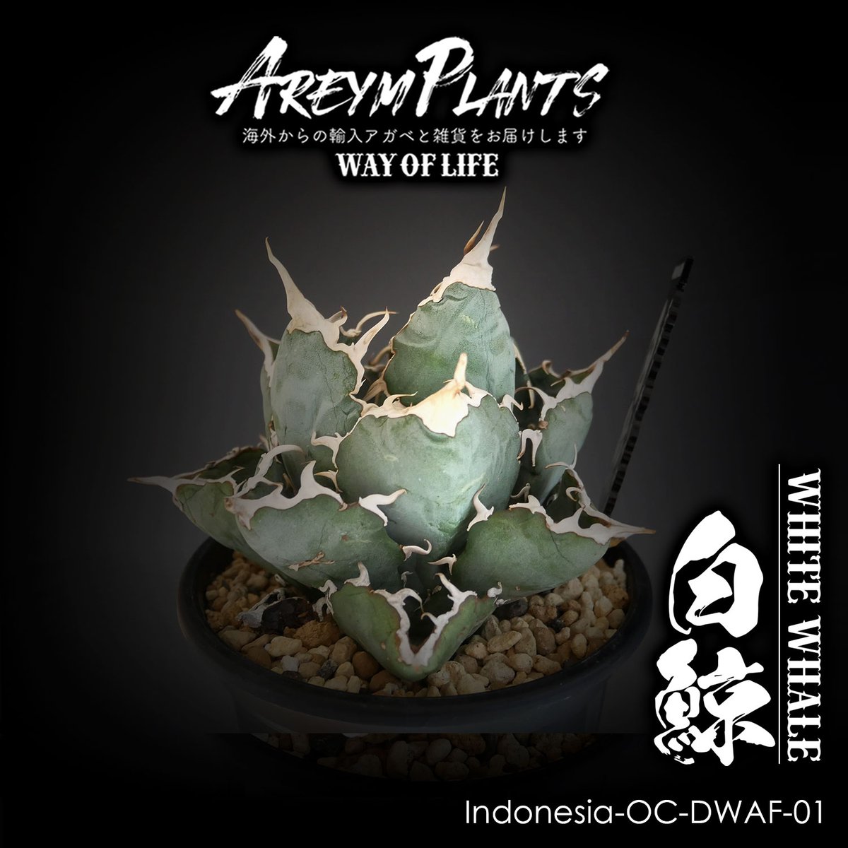 チタノタ COK CG01 アガベインドネシア産