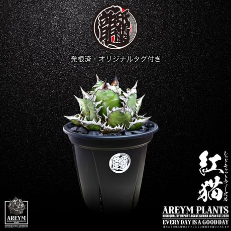 アレイムプランツ