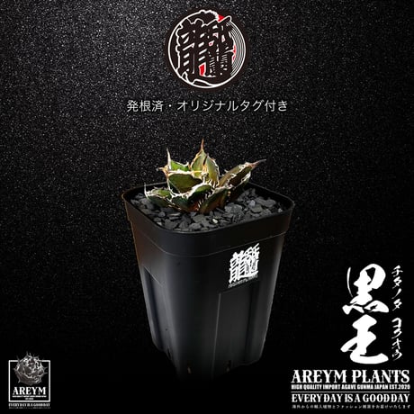 発根済 送料無料 潮龍家 安生産 アガベ チタノタ 黒王 agave titanota kokuo【Andy-OC-KOKUO-002-02】