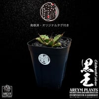発根済 送料無料 潮龍家 安生産 アガベ チタノタ 黒王 agave titanota kokuo【Andy-OC-KOKUO-06-06】