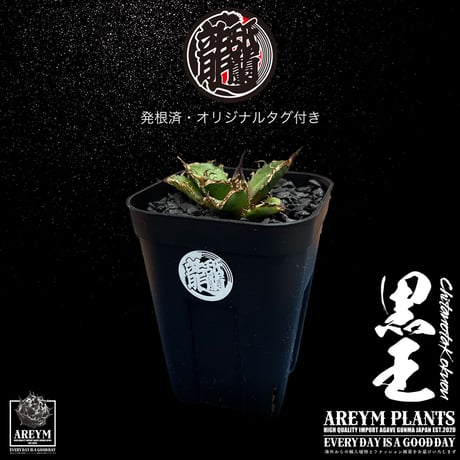 アレイムプランツ