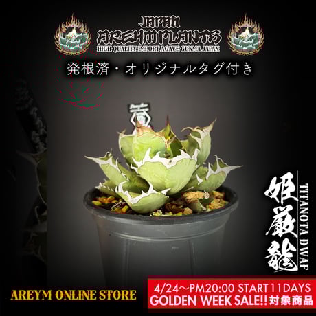 CATEGORY 台湾 ドラゴンアガベ産 | アレイムプランツ CATEGORY 台湾 ドラゴンアガベ産 | アレイムプランツ