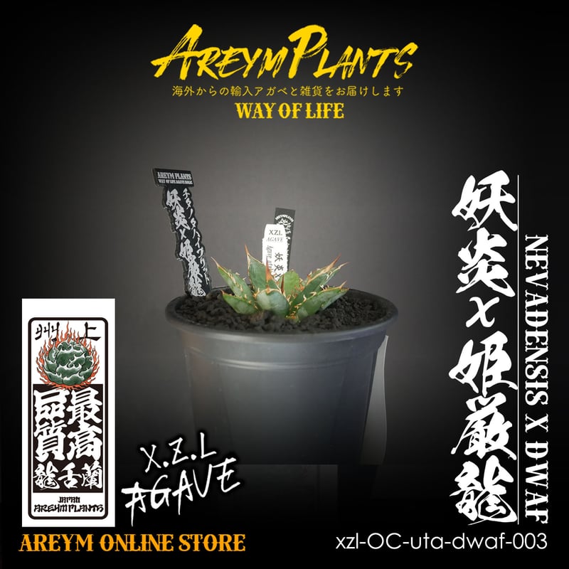 ハイブリット株!アガベ 妖炎x姫厳龍 Agave utahensisVer ハイブリット株!アガベ 妖炎x姫厳龍 Agave utahensisVer