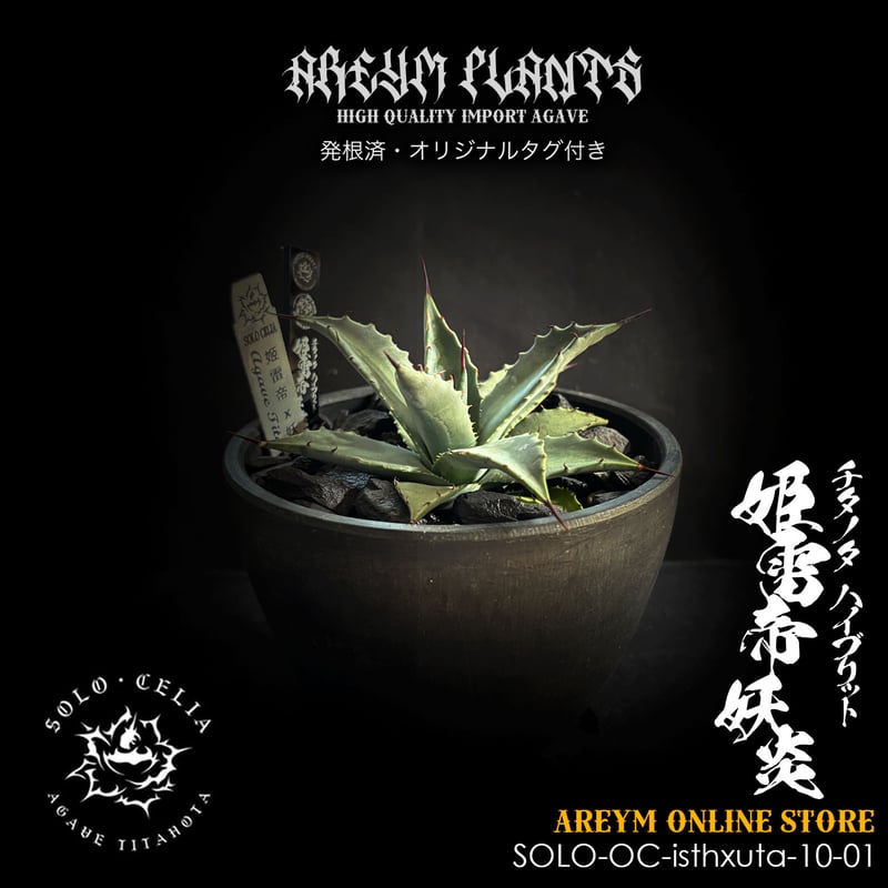 発根済 送料無料でお届け SOLO産ハイブリッド アガベ チタノタ 姫雷帝x