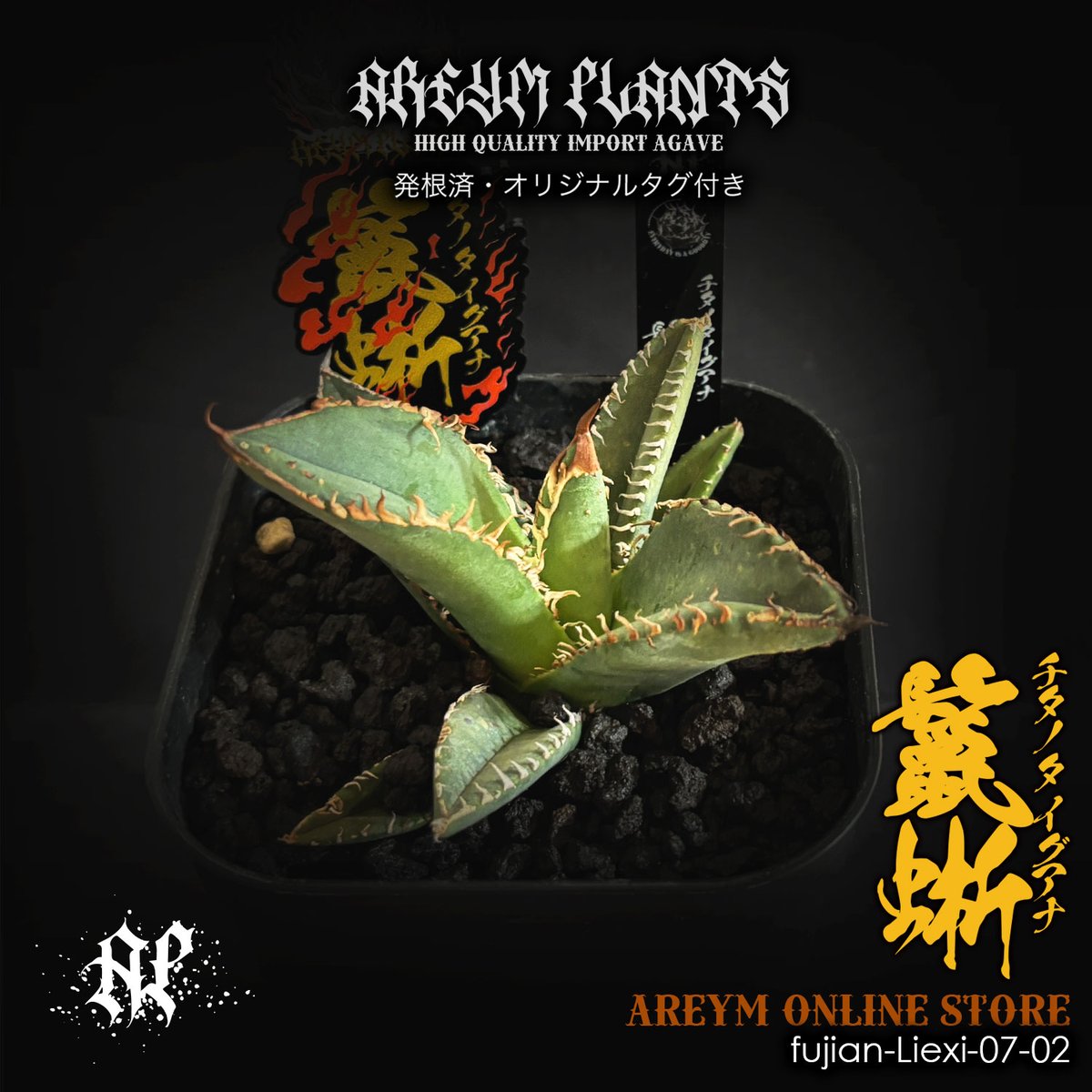 アガベ チタノタ 鬣蜥Iiexi 多肉植物アガベ チタノタ 鬣蜥Iiexi極上子株 - メルカリ